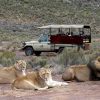 Full Day Cape Town Safari