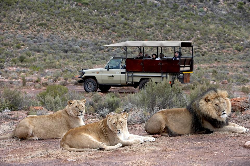 Full Day Cape Town Safari