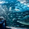 Cape Town: Robben-Island Tour⛴ + Table Mountain + Two Ocean Aquarium