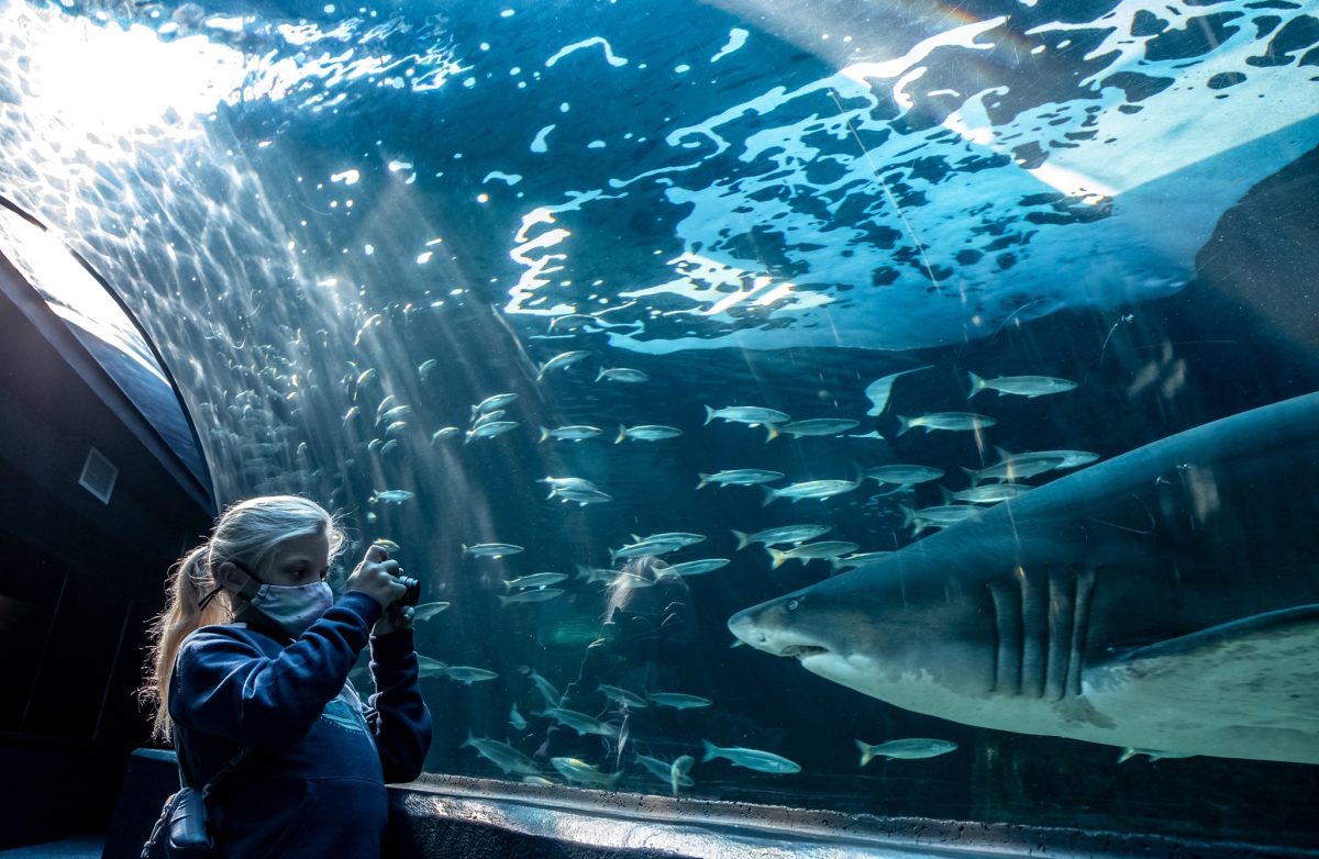 Cape Town: Robben-Island Tour⛴ + Table Mountain + Two Ocean Aquarium