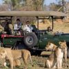 Full Day Cape Town Safari