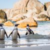 Cape Peninsula Full Day