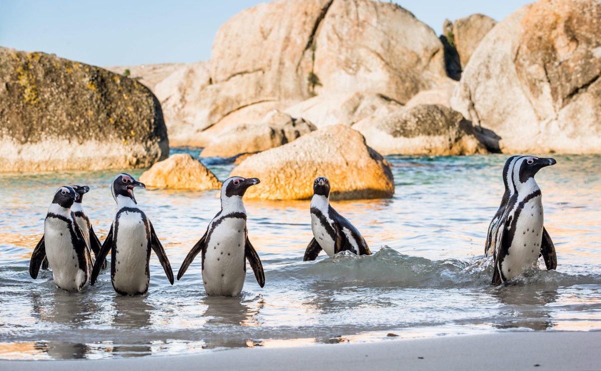 Cape Peninsula Full Day