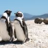 Cape Peninsula Full Day