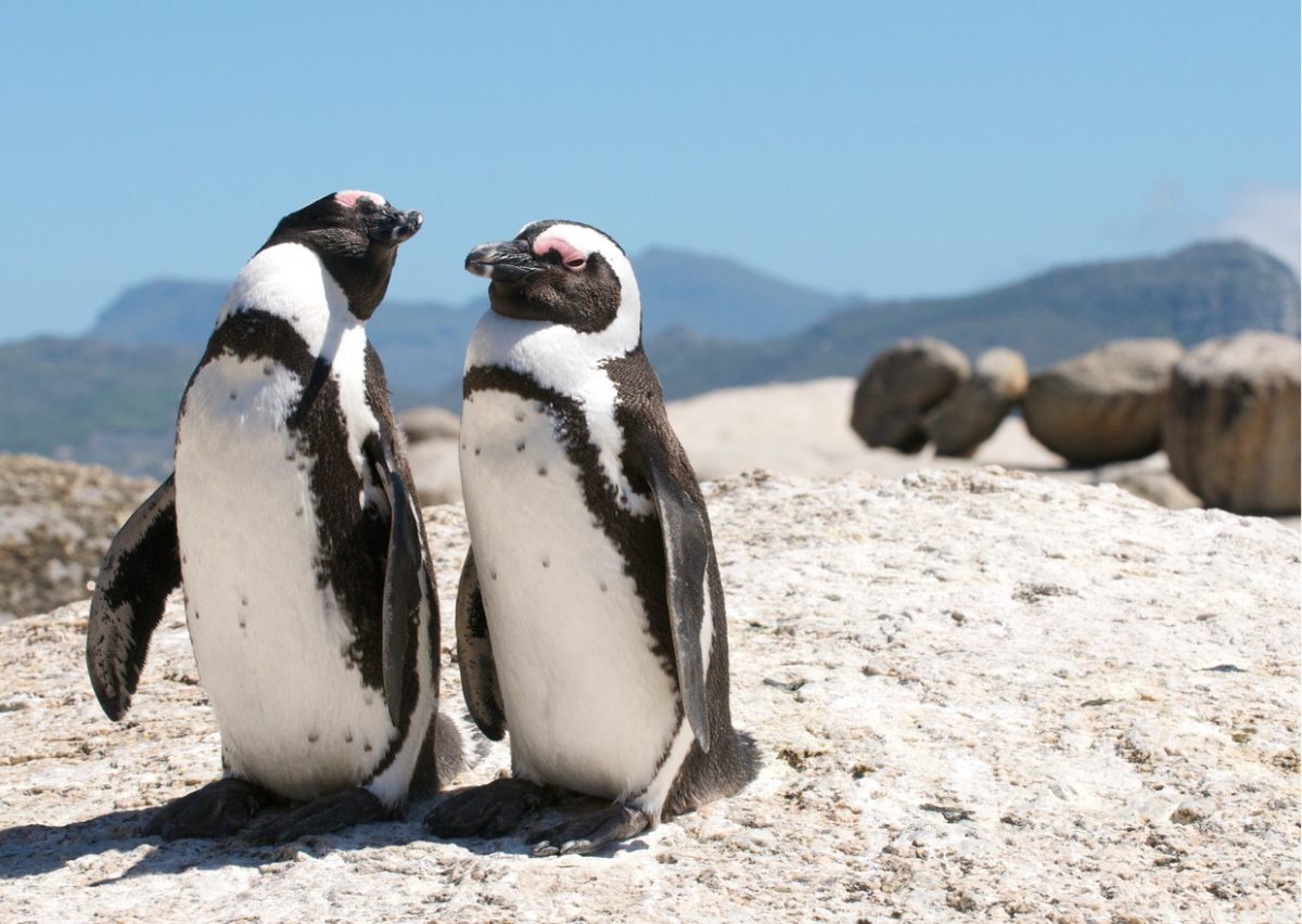 Cape Peninsula Full Day