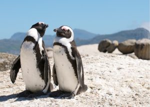 9c1c64bae02a13cc91bacbbcb378508b Cape Peninsula Full Day