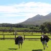 Cape Peninsula Full Day