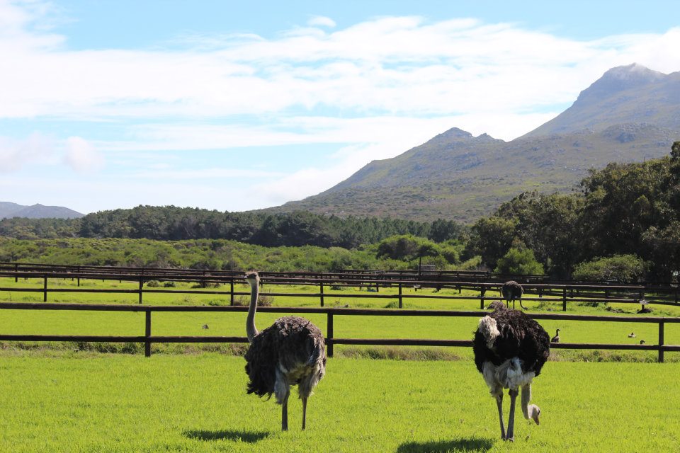 Cape Peninsula Full Day