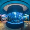 Cape Town: Robben-Island Tour⛴ + Table Mountain + Two Ocean Aquarium