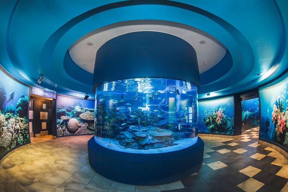 Cape Town: Robben-Island Tour⛴ + Table Mountain + Two Ocean Aquarium