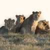 Full Day Cape Town Safari