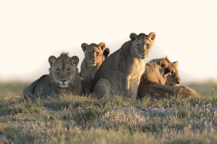 Full Day Cape Town Safari