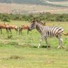 Full Day Cape Town Safari