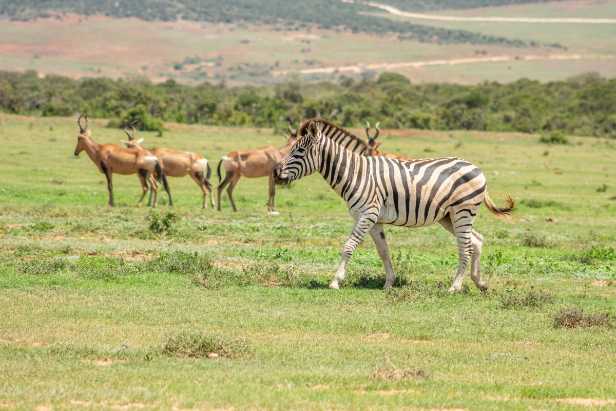 Full Day Cape Town Safari
