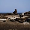 Cape Peninsula Full Day