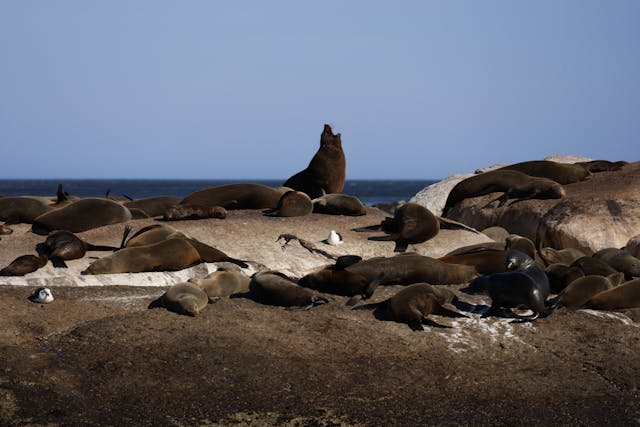 Cape Peninsula Full Day