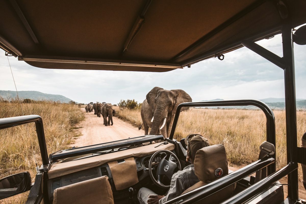 Full Day Cape Town Safari
