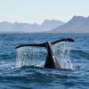 Garden Route Tour