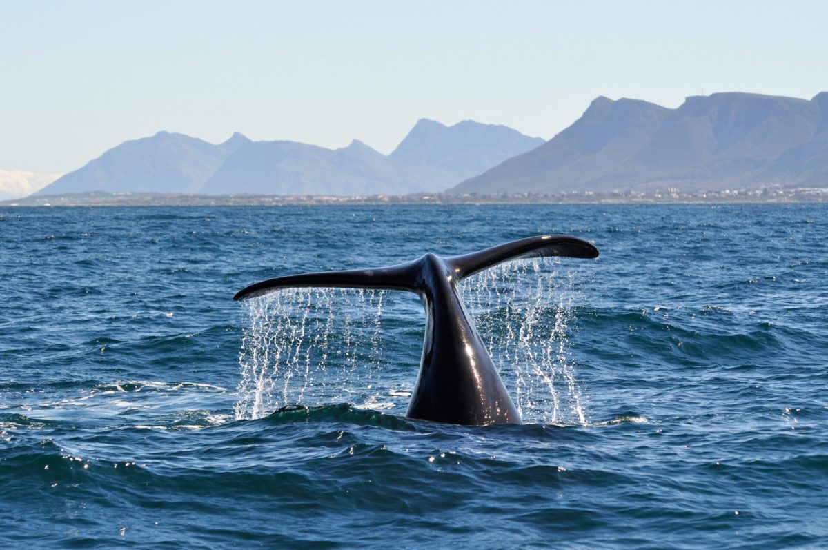 Garden Route Tour